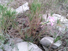 Dianthus subacaulis