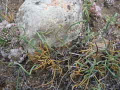 Ephedra dahurica