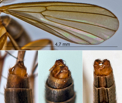 Mycetophila fungorum