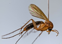 Mycetophila fungorum