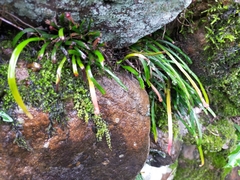 Haplopteris anguste-elongata