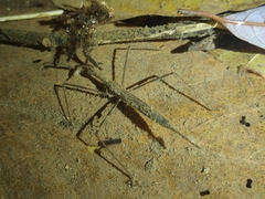 Ranatrinae