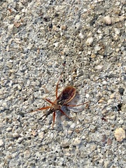 Cosmoclopius pallidus