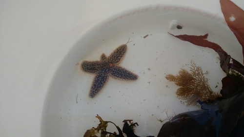 Asterias rubens