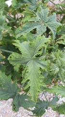 Pelargonium hispidum