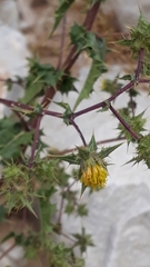 Berkheya onobromoides carlinoides