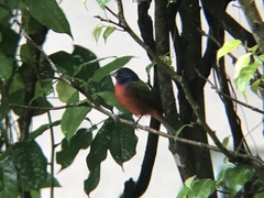 Passerina ciris image