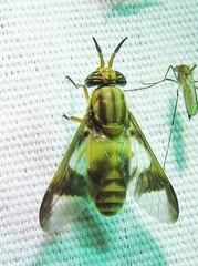 Chrysops flavidus