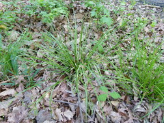 Carex debilis