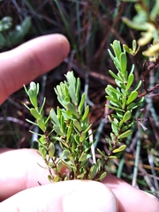 Hypericum microsepalum