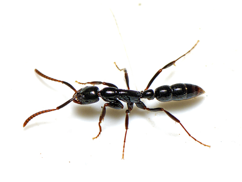 Leptogenys anitaeLeptogenys anitae