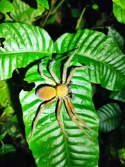 Heteropoda tetrica