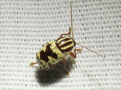 Cryptocephalus leucomelas