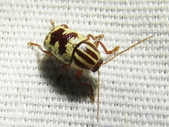 Cryptocephalus leucomelas