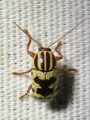 Cryptocephalus leucomelas