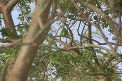 Amazona xantholora