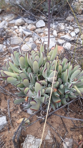 Cotyledon flanaganii