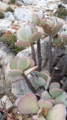 Crassula arborescens
