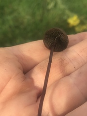 Panaeolus acuminatus