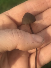 Panaeolus acuminatus