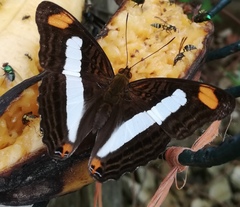Adelpha iphicleola