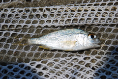 Leiostomus xanthurus