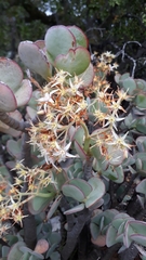 Crassula arborescens