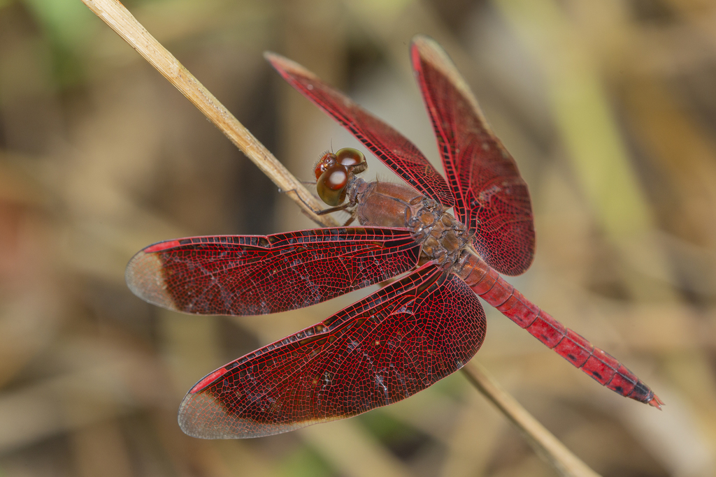 Common Parasol