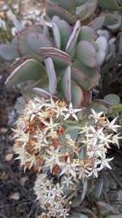 Crassula arborescens