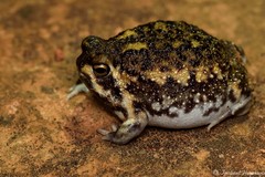 Breviceps adspersus