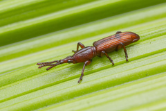 Trachelizini