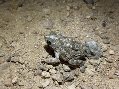 Rhinella granulosa