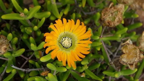 Image of Drosanthemum speciosum by (c) Ian Webb, some rights reserved (CC BY)