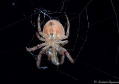 Pararaneus