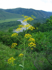 Ferula songarica