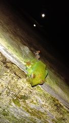 Zhangixalus achantharrhena