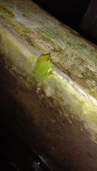 Zhangixalus achantharrhena
