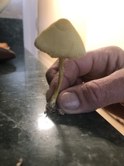 Leucocoprinus birnbaumii image