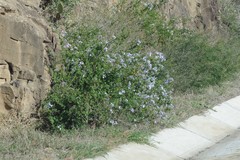 Plumbago auriculata