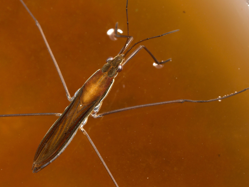 Kayak Pond Skater