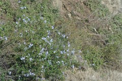 Plumbago auriculata