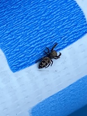 Dendryphantes