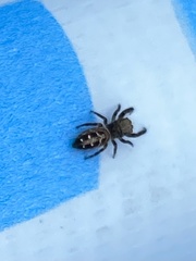 Dendryphantes