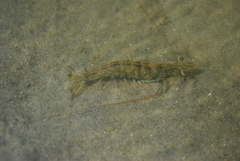 Penaeus