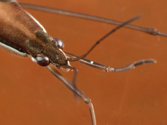 Limnoporus dissortis