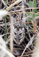 Coniocleonus excoriatus