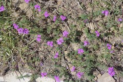 Glandularia aristigera