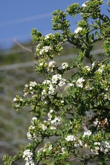 Carissa haematocarpa