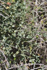 Viscum rotundifolium