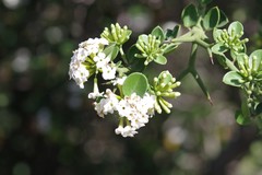 Carissa haematocarpa